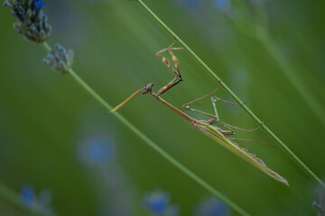 empusa o mantis palo