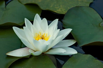 Blooming white water lily and lily leaves in the lake, Sofia, Bulgaria  