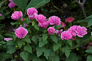 A beautiful view from a garden with lots of bright pink lavatera flowers with lush foliage, Sofia, Bulgaria 