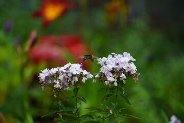 Hummingbird feeding on beautiful backyard flowers