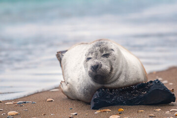 sleeping sea lion on the beach