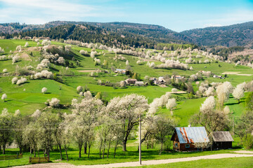 Spring Slovakia landscape. Nature fields with blooming cherries. Unique ecological land management. Polana region, Hrinova, Slovakia Europe. © Zedspider