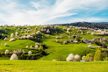 Spring Slovakia landscape. Nature fields with blooming cherries. Unique ecological land management. Polana region, Hrinova, Slovakia Europe. © Zedspider