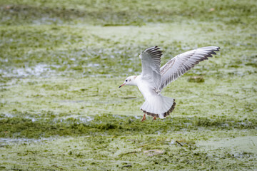 A young black-headed gull (Chroicocephalus ridibundus) flies over the lake and looks for food. A young small gull with brown white plumage body, and close bill. Close-up portrait with details.