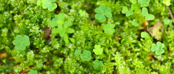 Bright green clover plants growing amongst other small green plants. The clover plants have three...