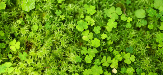 Green mossy ground cover made up of small green leaves and moss. The moss is a lighter green and appears to be soft and fuzzy.