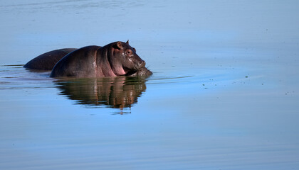 Fototapeta premium A baby hippopotamus climbing on top of its mother