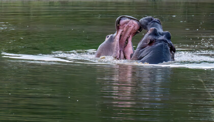 Two male hippopotamus fighting in water