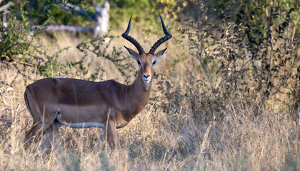Naklejka na ściany i meble A male impala in the savannah 