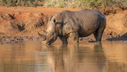 A big male white rhino having a drink after his mud bath © mauro53