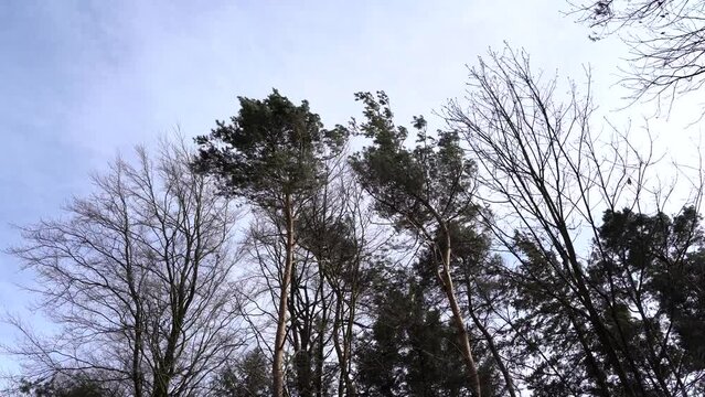 Moving leafless trees and pine trees in the forest because of a strong wind in spring