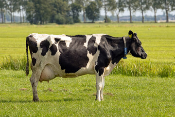 milk_cow