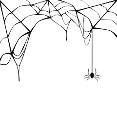 Black spider with torn web. Spider in Halloween festival. Scary spiderweb of Halloween symbol. Isolated on white background.