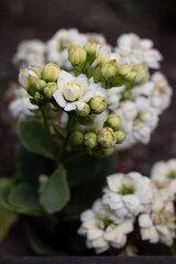 White and green flower