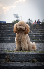 perro posando y sonriendo