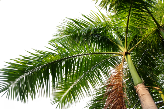 a palm tree with green leaves and a white background