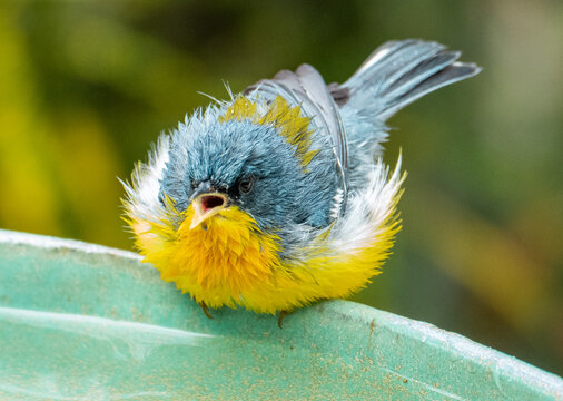 Tropical Parula (Setophaga pitiayumi) is a small New World warbler. It is a small passerine bird.	
