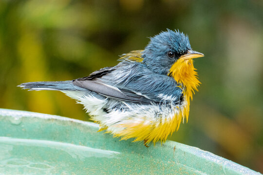 Tropical Parula (Setophaga pitiayumi) is a small New World warbler. It is a small passerine bird.	
