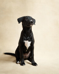 black puppy on a beige background. Portrait of a dog in the studio. cute little pet. High quality photo