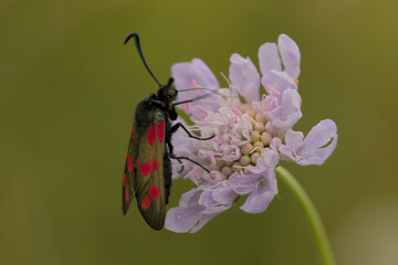 Six spot burnet day flying moth on scabious flower