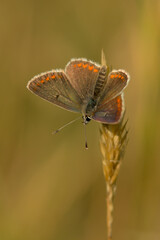 Brown argus butterfly recorded in North Wales