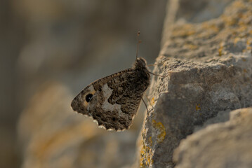 Grayling butterfly north Wales