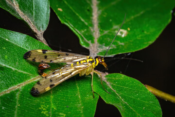 Graceful Panorpa Germanica: A Delicate Insect on a Green Leaf