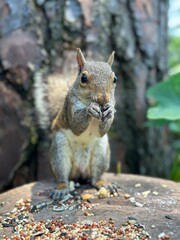 squirrel eating sunflower seeds