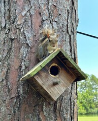 Brown squirrel setting on bird house 