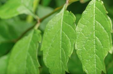 Green leaves of Campsis.