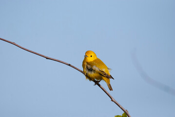 Yellow warbler on a high branch