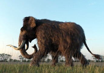 Woolly Mammoth Walking in the Sunset © auntspray