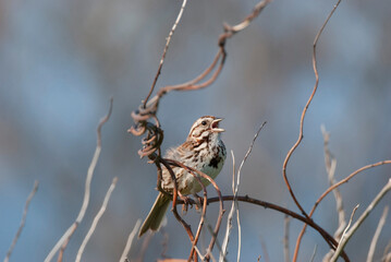 Song Sparrow Singin on a branch