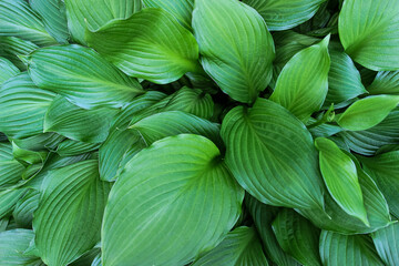 background of large green leaves