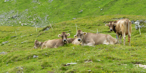 Panorama von liegenden Kühen auf einer Almwiese