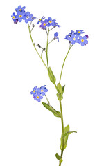 blue fine isolated bright forget-me-not many blooms