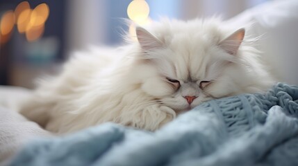 sleeping cat with white blanket