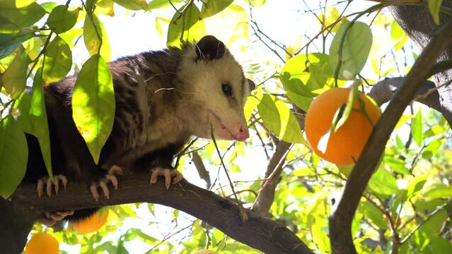 Possum Sitting in Orange Tree. Slider Shot Right to Left. Wind Blows. Lens Flares