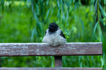 The crow sits on a bench. Bird in the city.