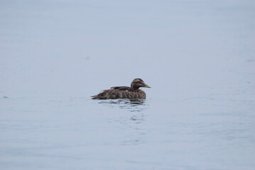 Immature Common Eider swimming on the water