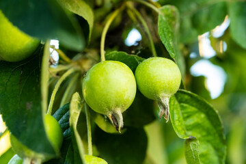 Unripe apple fruit. apple harvest