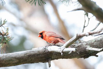 Northern Cardinal Perched on a limb