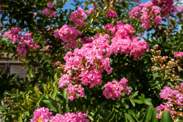 Lagerstroemia indica in blossom. Beautiful pink flowers on Сrape myrtle tree on blurred green background. Selective focus.