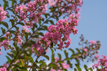 Lagerstroemia indica in blossom. Beautiful pink flowers on Сrape myrtle tree on blurred blue sky background. Selective focus.