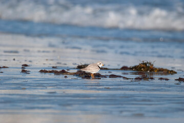 Piping Plover foraging by the water