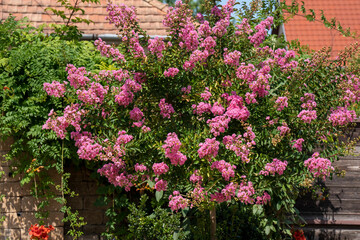 Lagerstroemia indica in blossom. Beautiful pink flowers on Сrape myrtle tree on blurred green background. Selective focus.