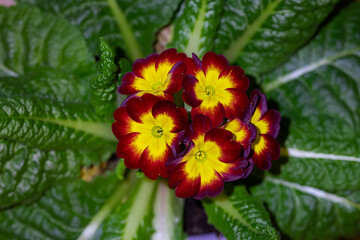 primula flower