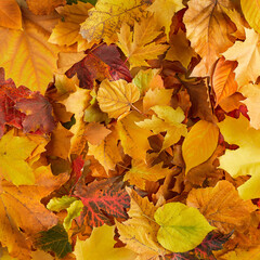 Naklejka na ściany i meble Revel in the beauty of the fall season. Top view photo of colorful leaves on nature autumn background