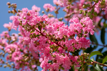 Lagerstroemia indica in blossom. Beautiful pink flowers on Сrape myrtle tree on blurred blue sky background. Selective focus.
