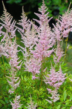 Bl&uuml;hende Prachtspiere, Astilbe, in pink